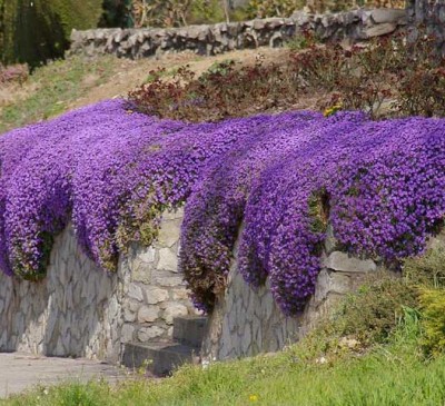 Aubrieta Puprle 